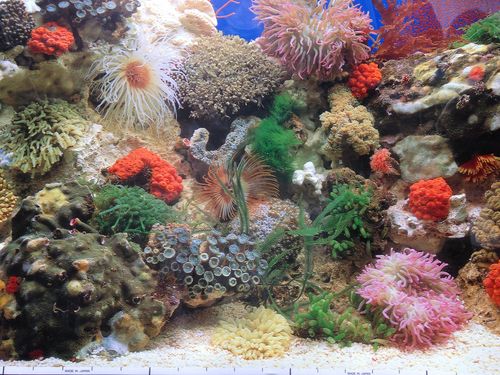 Aquariumfolie - Meer: breite 50cm